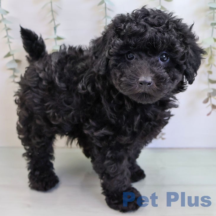 福岡県のトイプードル(トイ) (ペットプラス ららぽーと福岡店/2025年12月23日生まれ/男の子/ブラック)の子犬の1枚目の画像