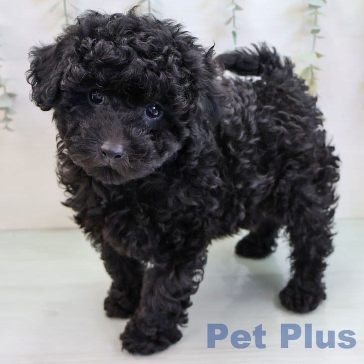 福岡県のトイプードル(トイ) (ペットプラス ららぽーと福岡店/2025年12月23日生まれ/男の子/ブラック)の子犬の2枚目の画像