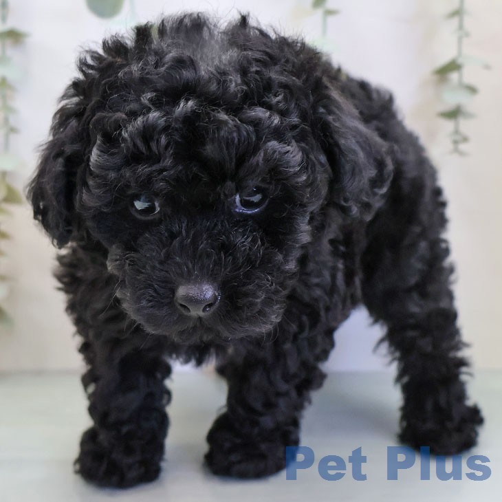 鹿児島県のトイプードル(トイ) (ペットプラス 姶良店/2025年12月23日生まれ/女の子/ブラック)の子犬の2枚目の画像