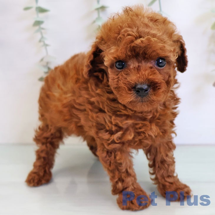 福岡県のトイプードル(トイ) (ペットプラス 春日店/2025年12月25日生まれ/男の子/レッドフォーン)の子犬の1枚目の画像