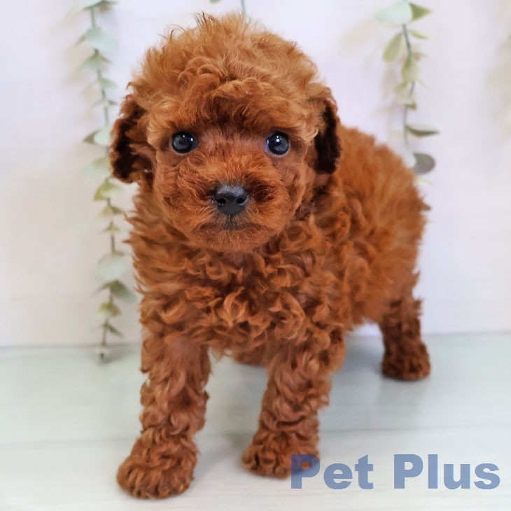 福岡県のトイプードル(トイ) (ペットプラス 春日店/2025年12月25日生まれ/男の子/レッドフォーン)の子犬の2枚目の画像