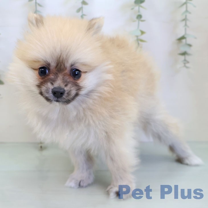 福岡県のポメラニアン (ペットプラス 黒崎店/2025年12月24日生まれ/女の子/オレンジ)の子犬の1枚目の画像