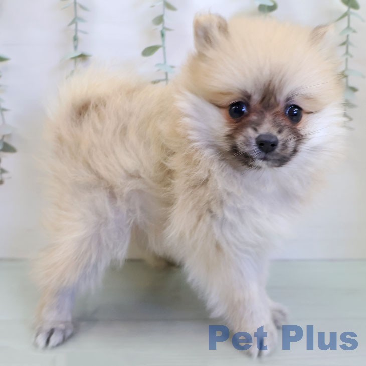 福岡県のポメラニアン (ペットプラス 黒崎店/2025年12月24日生まれ/女の子/オレンジ)の子犬の2枚目の画像