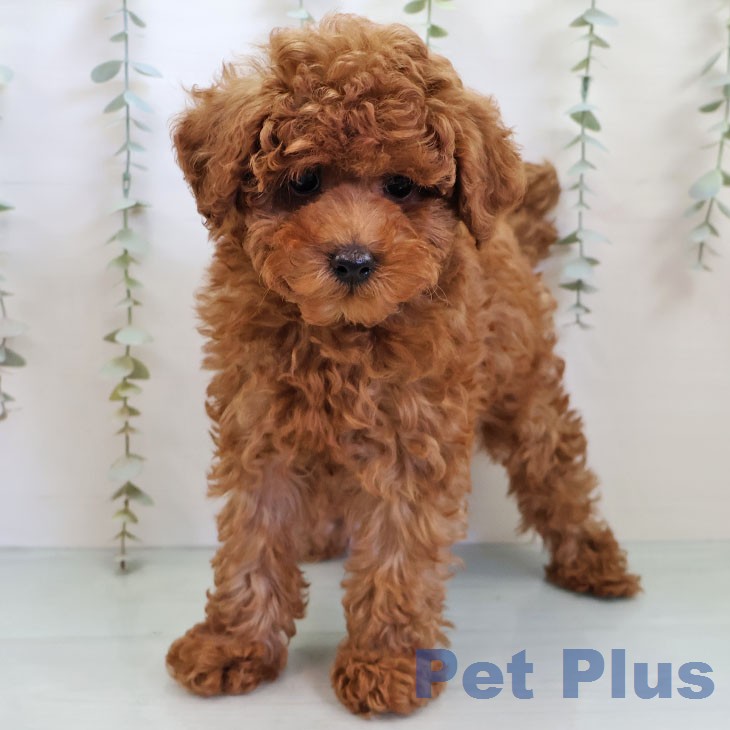 トイ・プードル