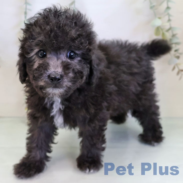 愛知県のトイプードル(トイ) (ペットプラス 名古屋茶屋店/2025年12月24日生まれ/男の子/シルバー)の子犬の1枚目の画像