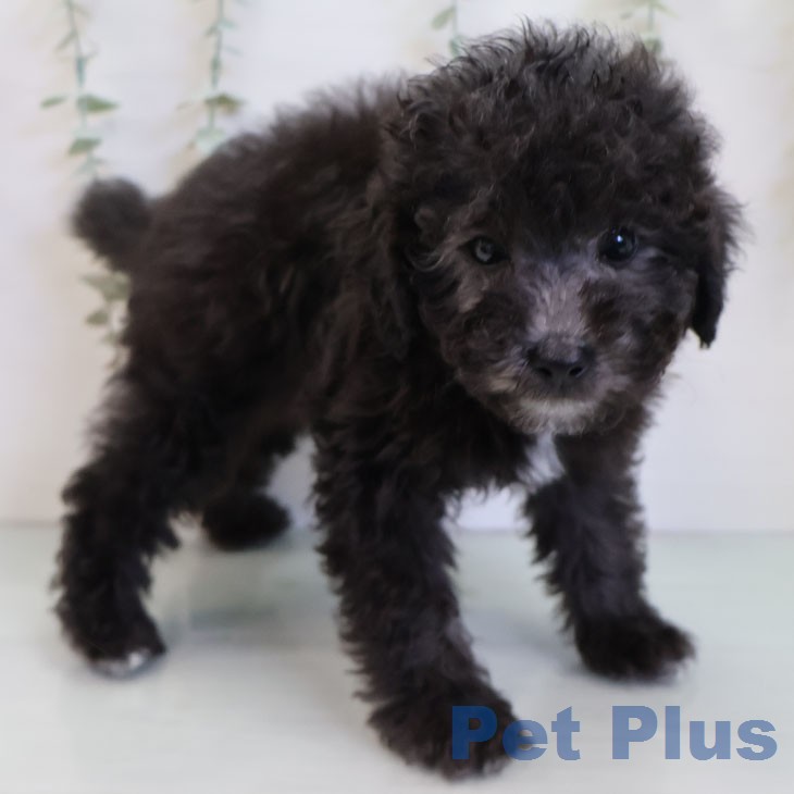 愛知県のトイプードル(トイ) (ペットプラス 名古屋茶屋店/2025年12月24日生まれ/男の子/シルバー)の子犬の2枚目の画像