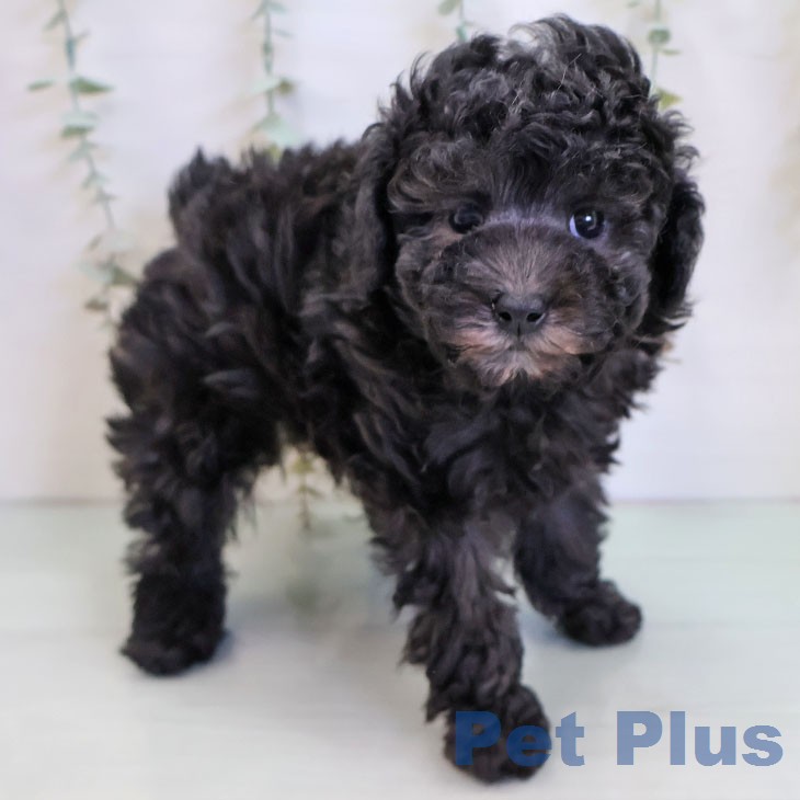 トイ・プードル