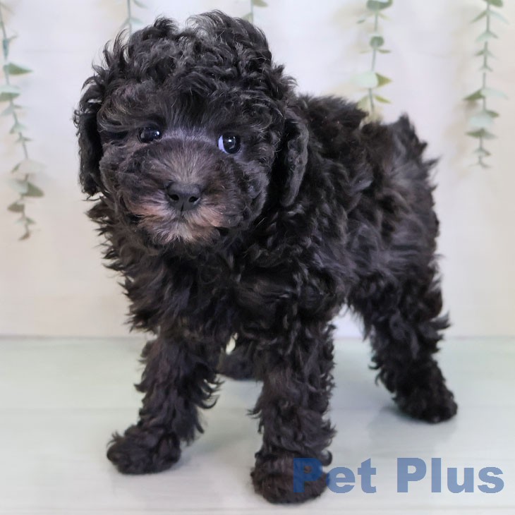 トイ・プードルの写真2