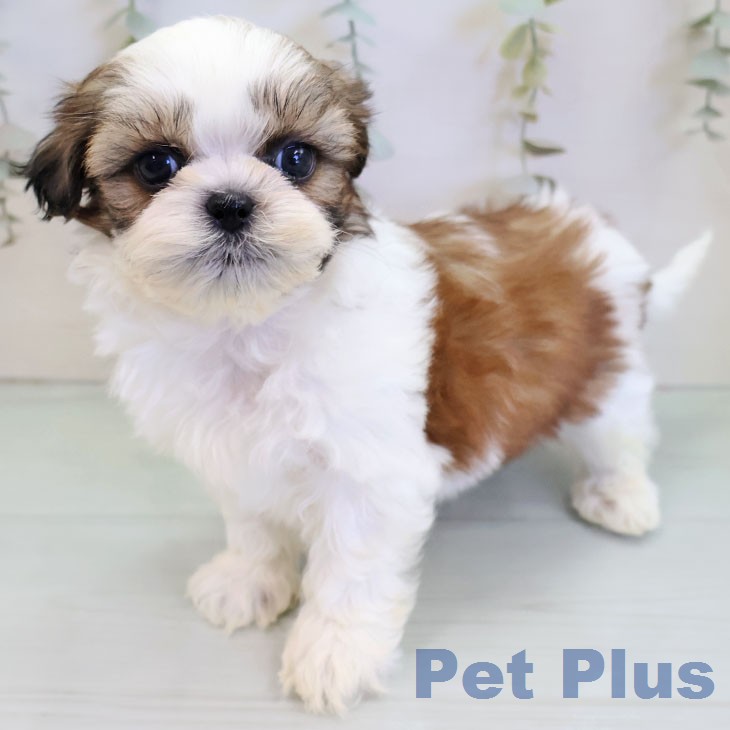 沖縄県のシーズー (ペットプラス 沖縄ライカム店/2025年12月17日生まれ/男の子/ゴールドホワイト)の子犬の1枚目の画像