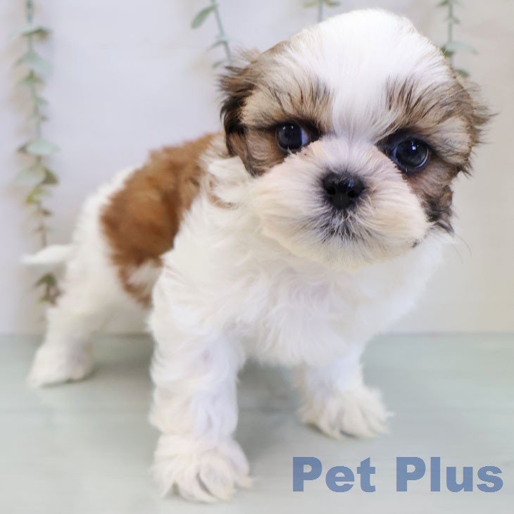 沖縄県のシーズー (ペットプラス 沖縄ライカム店/2025年12月17日生まれ/男の子/ゴールドホワイト)の子犬の2枚目の画像