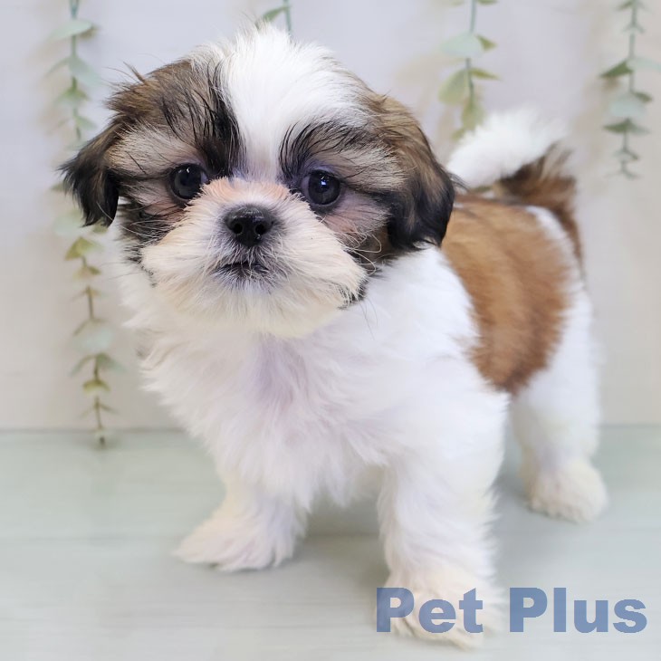 福岡県のシーズー (ペットプラス 八幡東店/2025年12月17日生まれ/男の子/ゴールドホワイト)の子犬の1枚目の画像