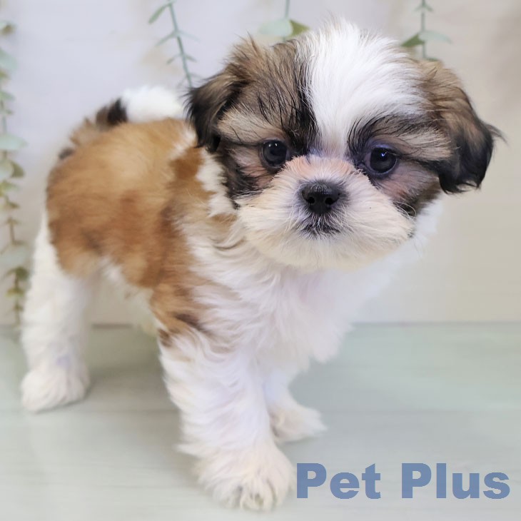 福岡県のシーズー (ペットプラス 八幡東店/2025年12月17日生まれ/男の子/ゴールドホワイト)の子犬の2枚目の画像