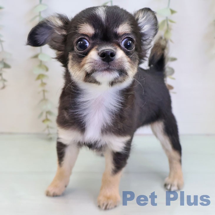 愛知県のチワワ(ロング) (ペットプラス 千音寺店/2025年12月24日生まれ/男の子/ブラックタンホワイト)の子犬の1枚目の画像