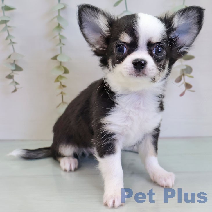愛知県のチワワ(ロング) (ペットプラス 熱田店/2025年12月24日生まれ/男の子/ブラックタンホワイト)の子犬の1枚目の画像