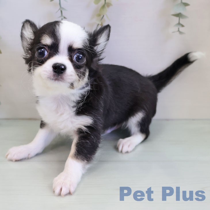 愛知県のチワワ(ロング) (ペットプラス 熱田店/2025年12月24日生まれ/男の子/ブラックタンホワイト)の子犬の2枚目の画像