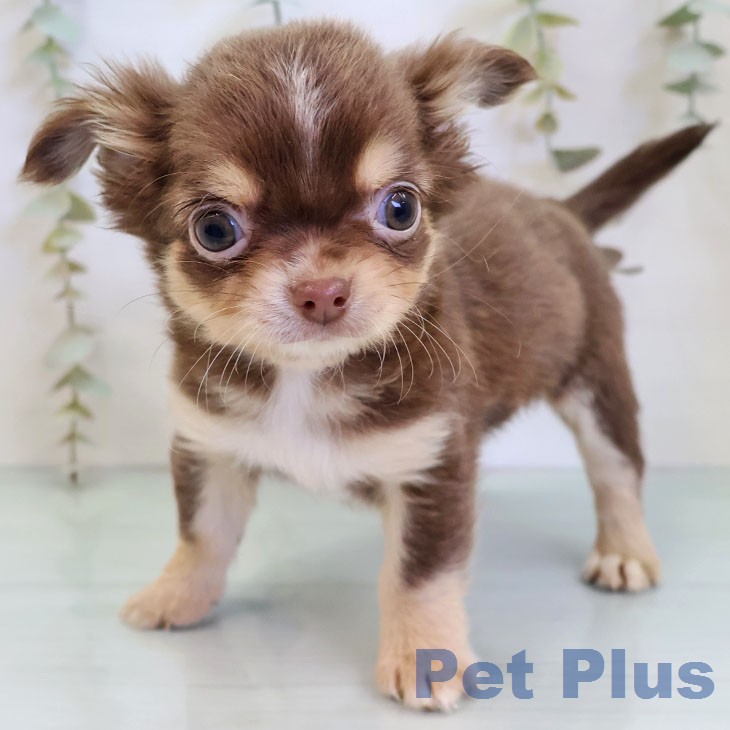 福岡県のチワワ(ロング) (ペットプラス 春日店/2025年12月25日生まれ/女の子/チョコレートタンホワイト)の子犬の1枚目の画像
