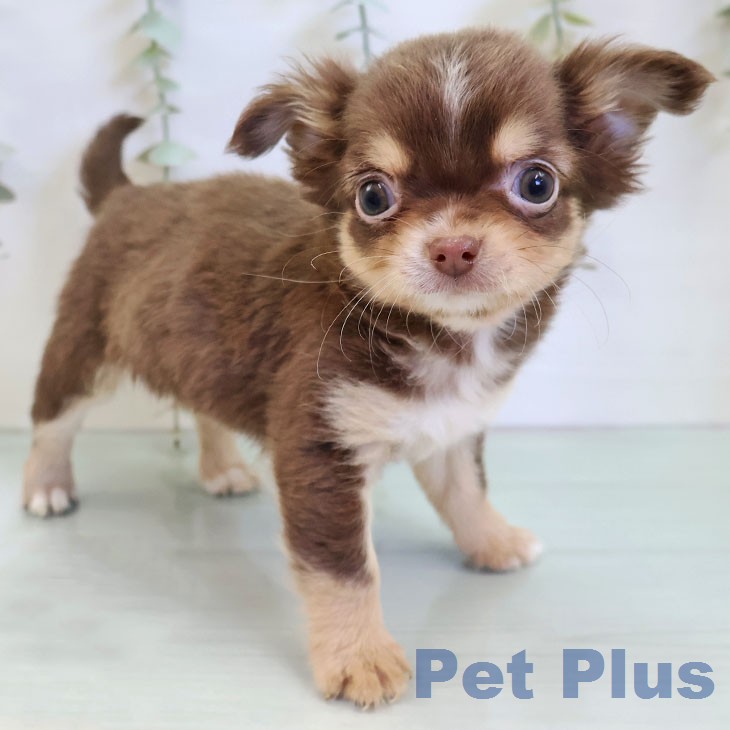 福岡県のチワワ(ロング) (ペットプラス 春日店/2025年12月25日生まれ/女の子/チョコレートタンホワイト)の子犬の2枚目の画像
