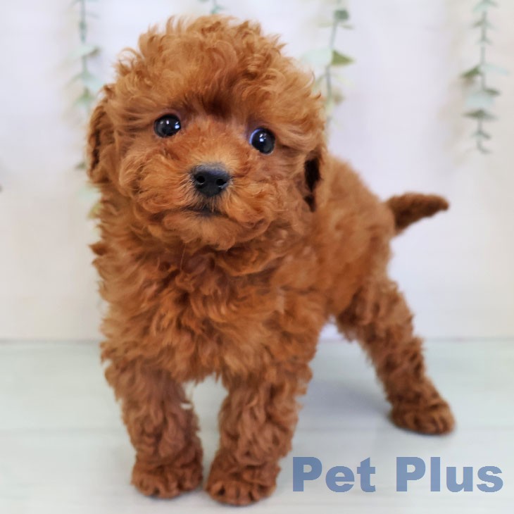 福岡県のトイプードル(トイ) (ペットプラス ららぽーと福岡店/2025年12月25日生まれ/女の子/レッド)の子犬の1枚目の画像