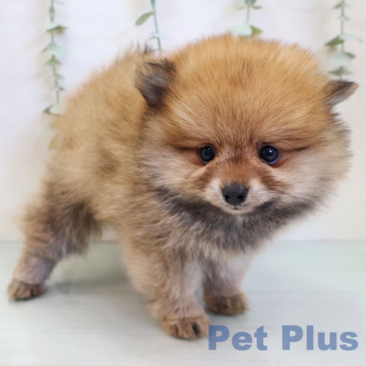 ポメラニアンの写真2
