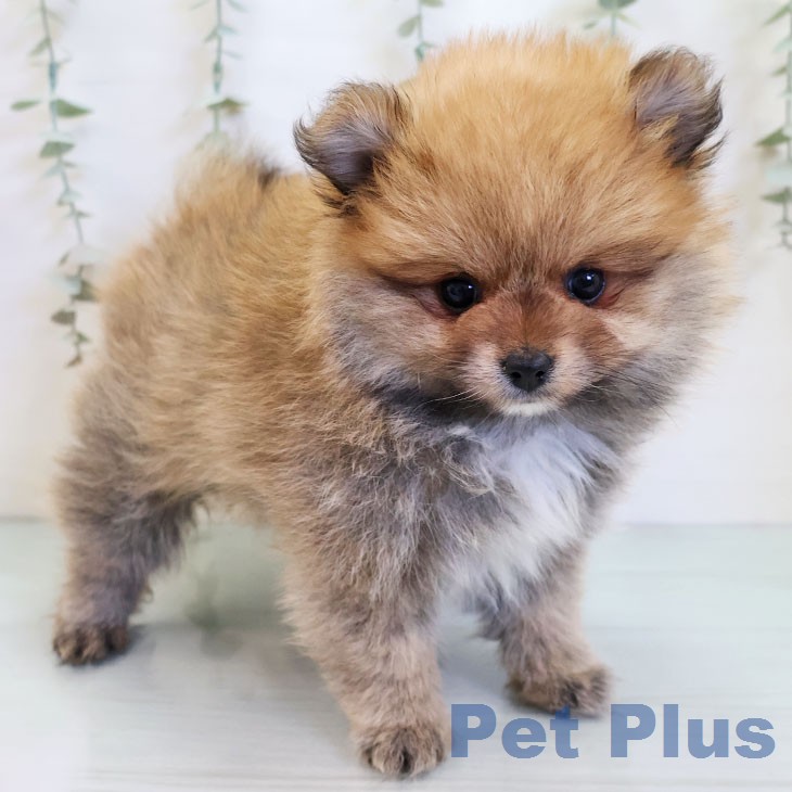 愛知県のポメラニアン (ペットプラス 名古屋茶屋店/2025年12月25日生まれ/女の子/オレンジ)の子犬の1枚目の画像