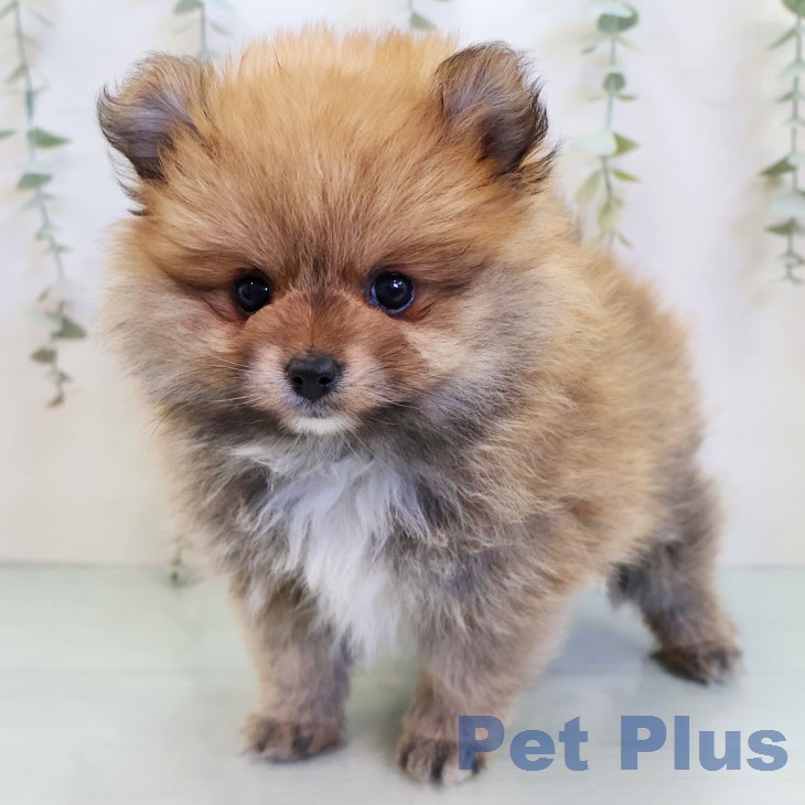 愛知県のポメラニアン (ペットプラス 名古屋茶屋店/2025年12月25日生まれ/女の子/オレンジ)の子犬の2枚目の画像