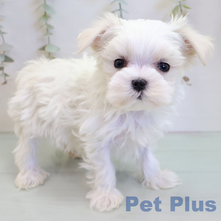 愛知県のマルチーズ (ペットプラス mozoワンダーシティ店/2025年12月24日生まれ/男の子/ホワイト)の子犬の1枚目の画像