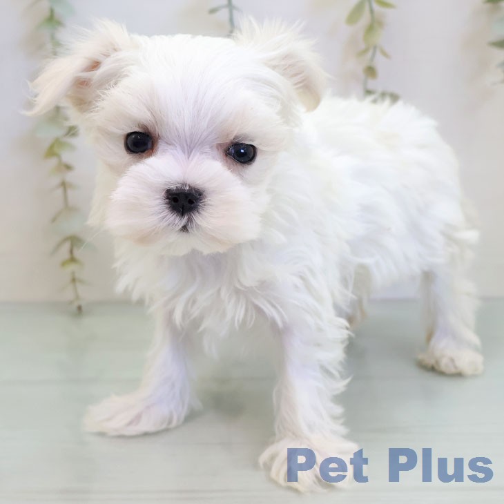 愛知県のマルチーズ (ペットプラス mozoワンダーシティ店/2025年12月24日生まれ/男の子/ホワイト)の子犬の2枚目の画像