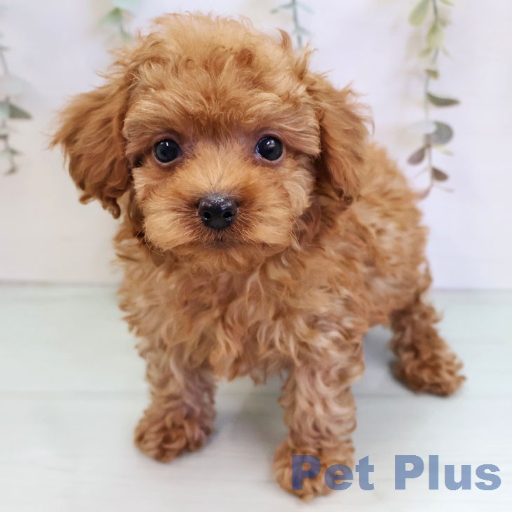 トイ・プードル