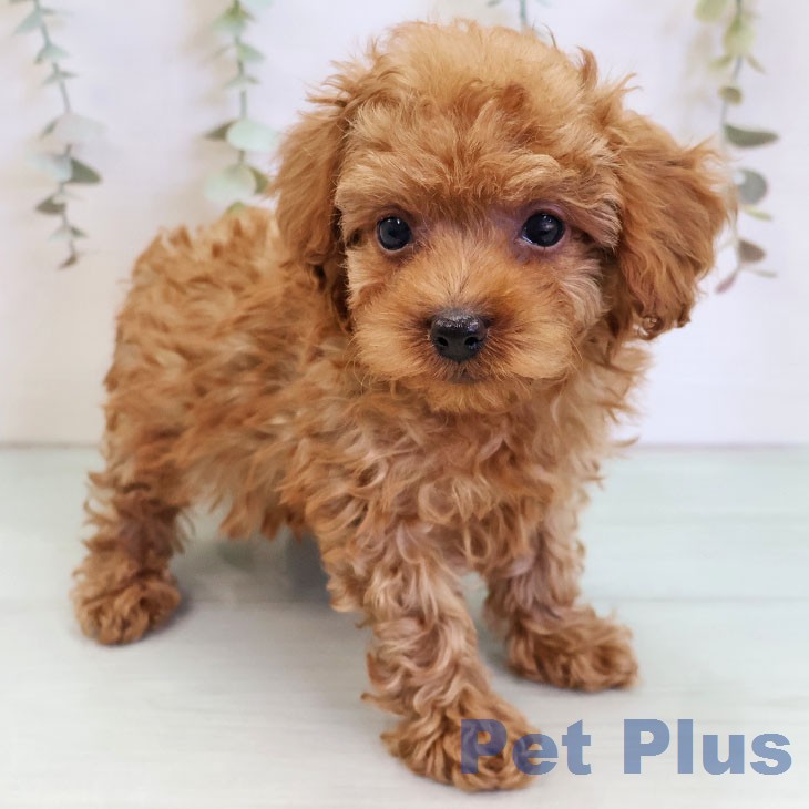 トイ・プードルの写真2