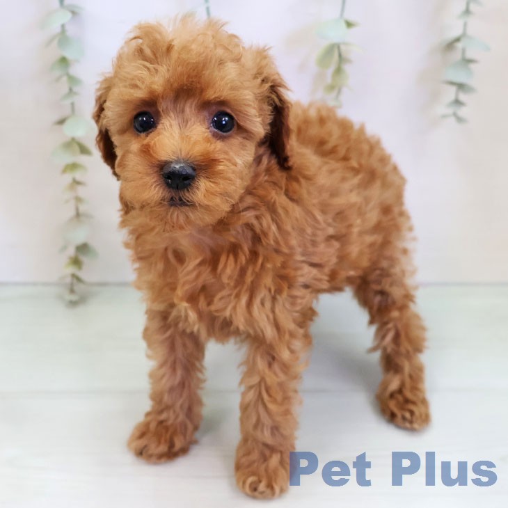 トイ・プードルの写真2