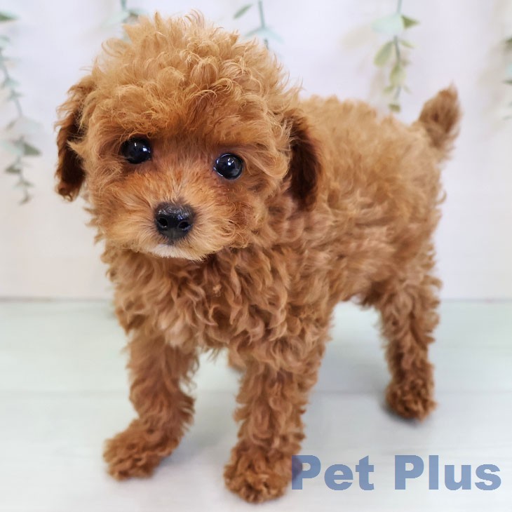 福岡県のトイプードル(トイ) (ペットプラス 福岡店/2025年12月22日生まれ/女の子/レッド)の子犬の1枚目の画像