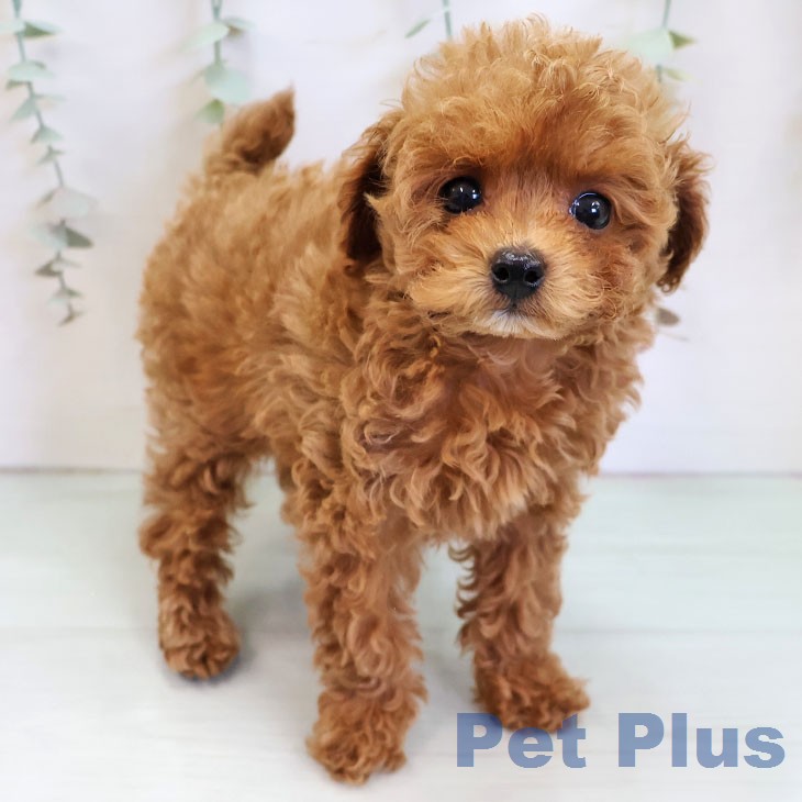 福岡県のトイプードル(トイ) (ペットプラス 福岡店/2025年12月22日生まれ/女の子/レッド)の子犬の2枚目の画像