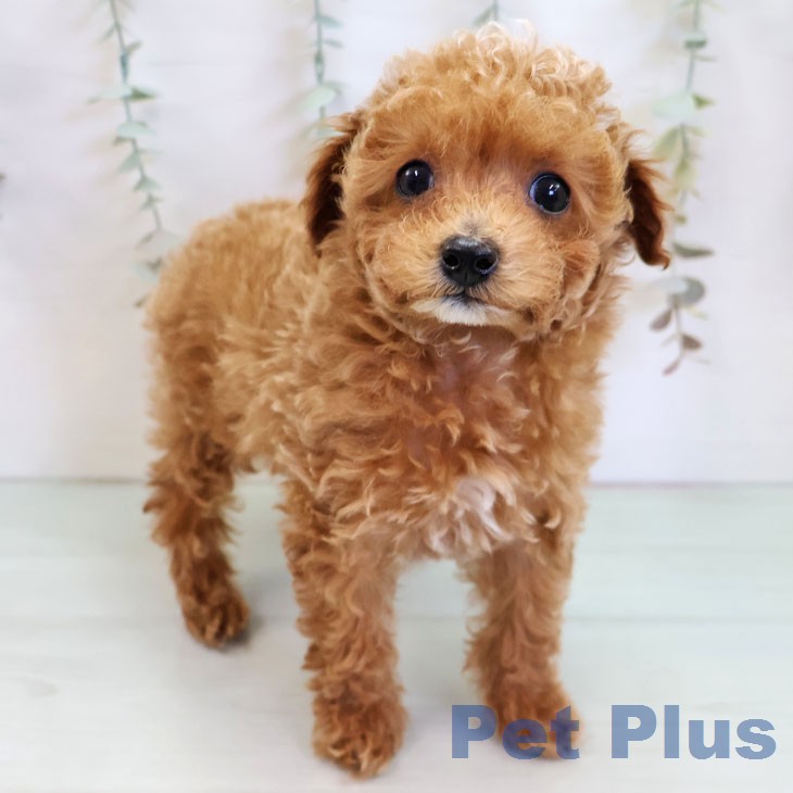 福岡県のトイプードル(トイ) (ペットプラス ららぽーと福岡店/2025年12月22日生まれ/女の子/レッド)の子犬の1枚目の画像