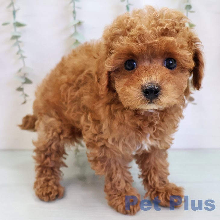 トイ・プードル