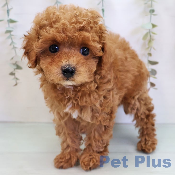 トイ・プードル