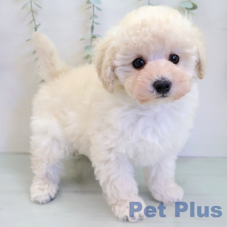 トイ・プードル