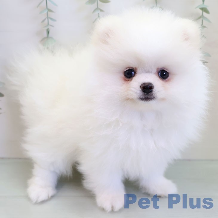 ポメラニアンの写真2