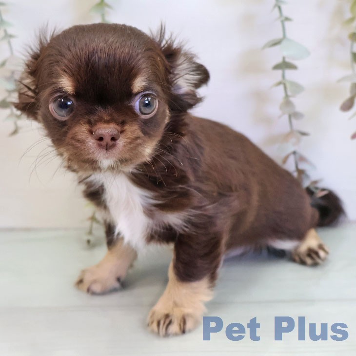 福岡県のチワワ(ロング) (ペットプラス 福岡店/2025年12月17日生まれ/女の子/チョコレートタン)の子犬の1枚目の画像