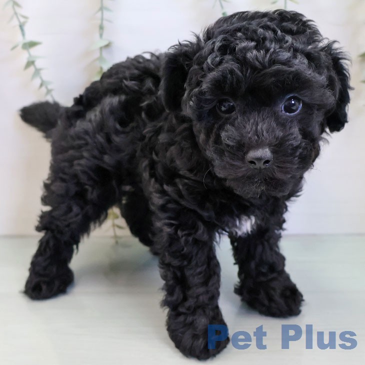 トイ・プードル