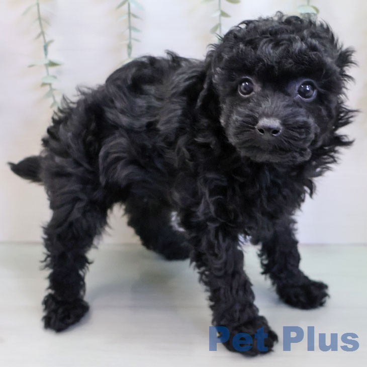 トイ・プードル