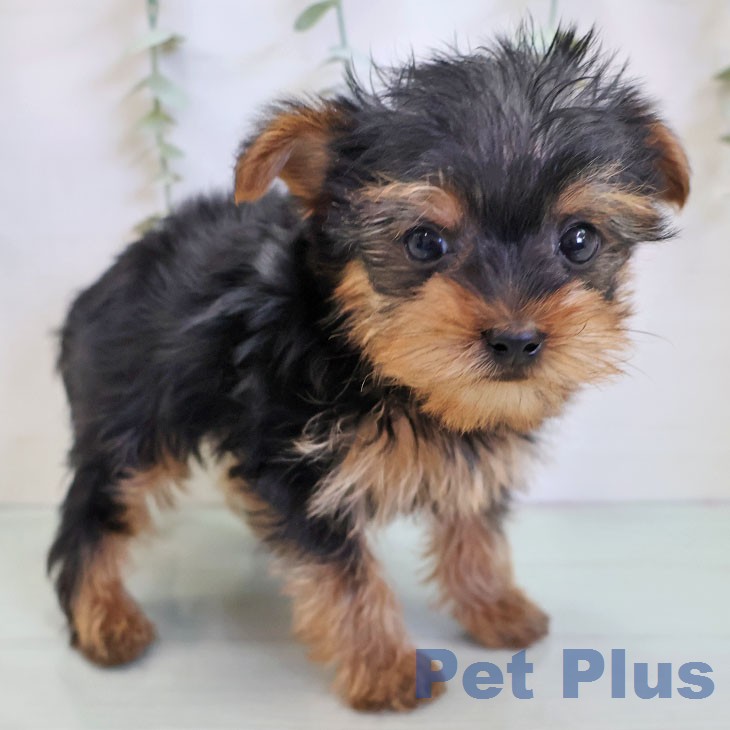 埼玉県のヨークシャーテリア (ペットプラス 与野店/2025年12月26日生まれ/男の子/スチールブルータン)の子犬の1枚目の画像
