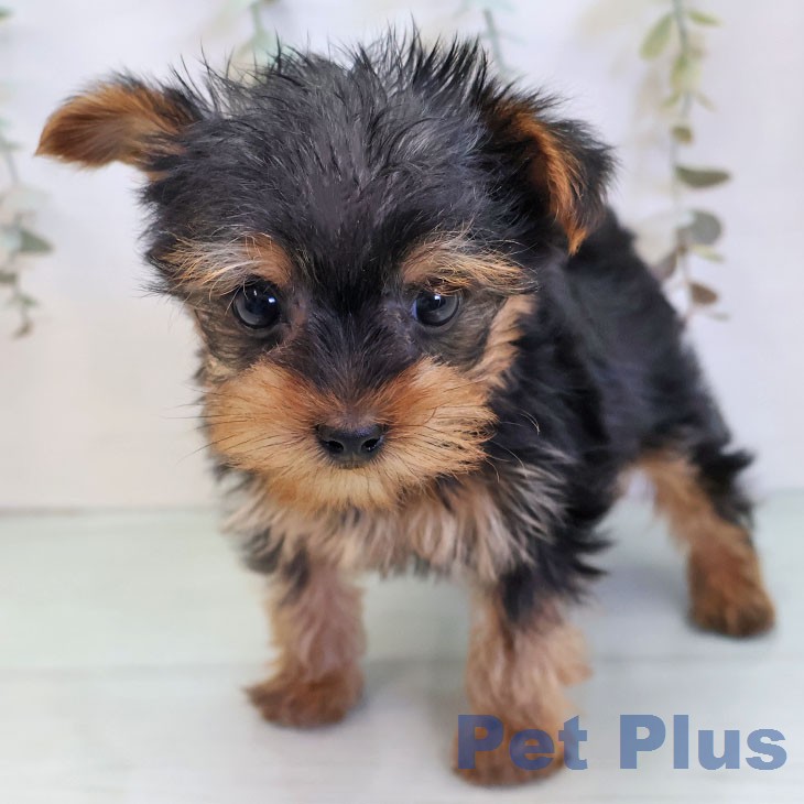 埼玉県のヨークシャーテリア (ペットプラス 与野店/2025年12月26日生まれ/男の子/スチールブルータン)の子犬の2枚目の画像
