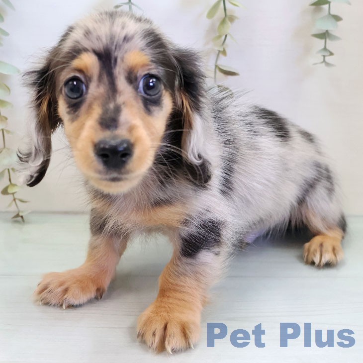 福岡県のミニチュアダックスフンド(ロング) (ペットプラス 八幡東店/2025年12月25日生まれ/男の子/シルバーダップル)の子犬の2枚目の画像