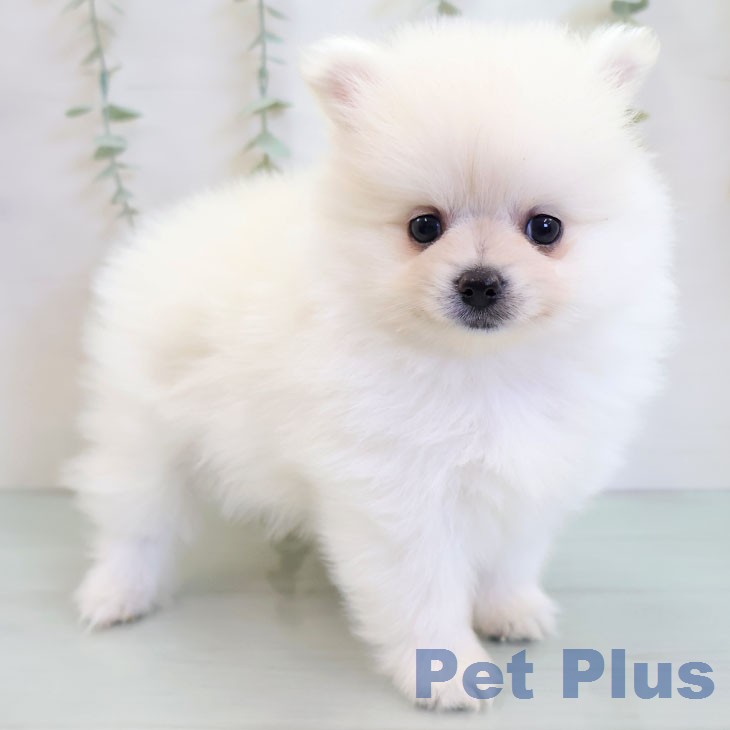 ポメラニアンの写真2