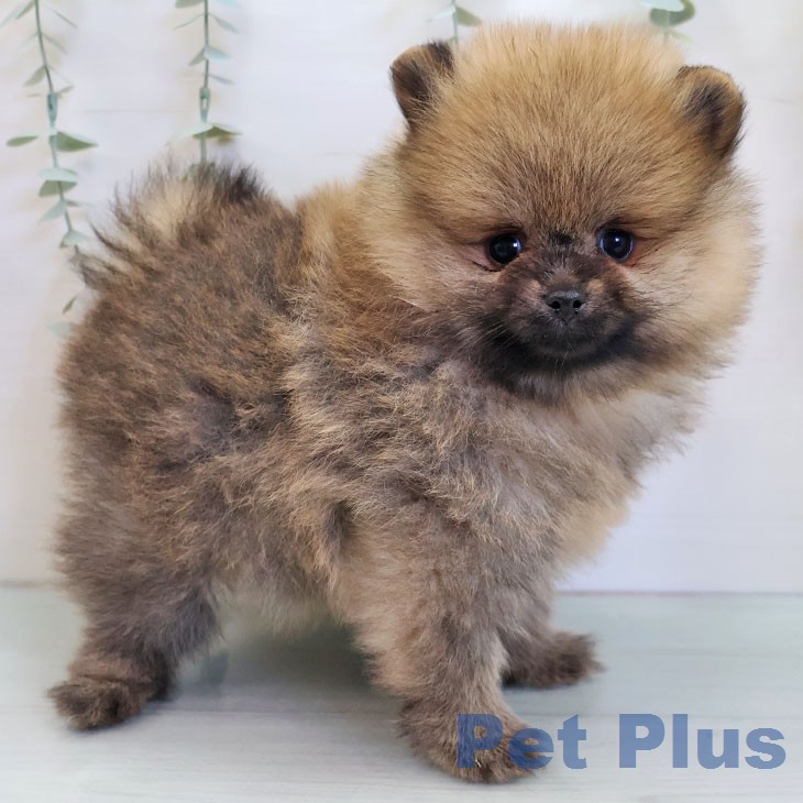 愛知県のポメラニアン (ペットプラス イオンモール豊川店/2025年12月26日生まれ/男の子/オレンジセーブル)の子犬の2枚目の画像
