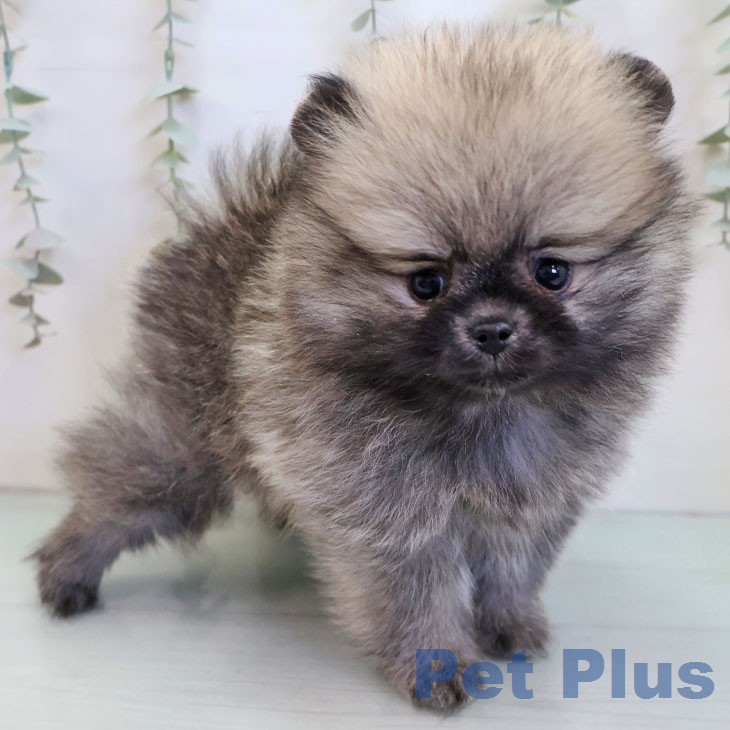 ポメラニアンの写真2