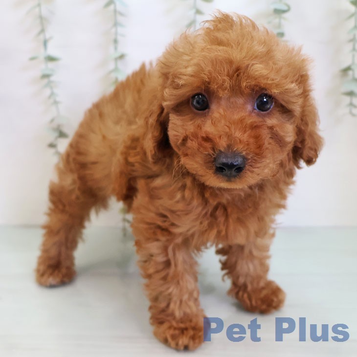 トイ・プードル