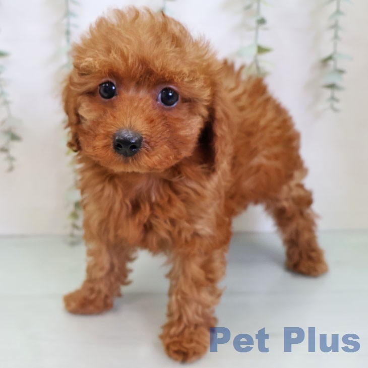 トイ・プードル