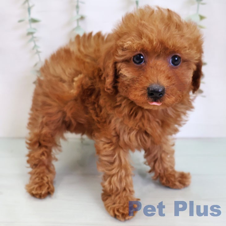 トイ・プードル