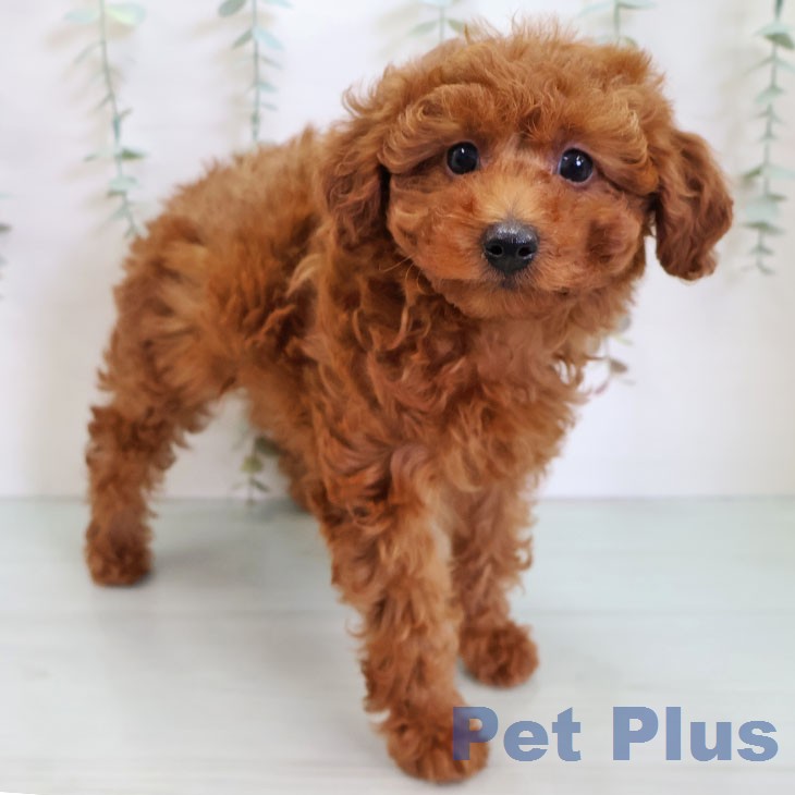 トイ・プードルの写真2